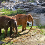 Ethical Elephant Sanctuary