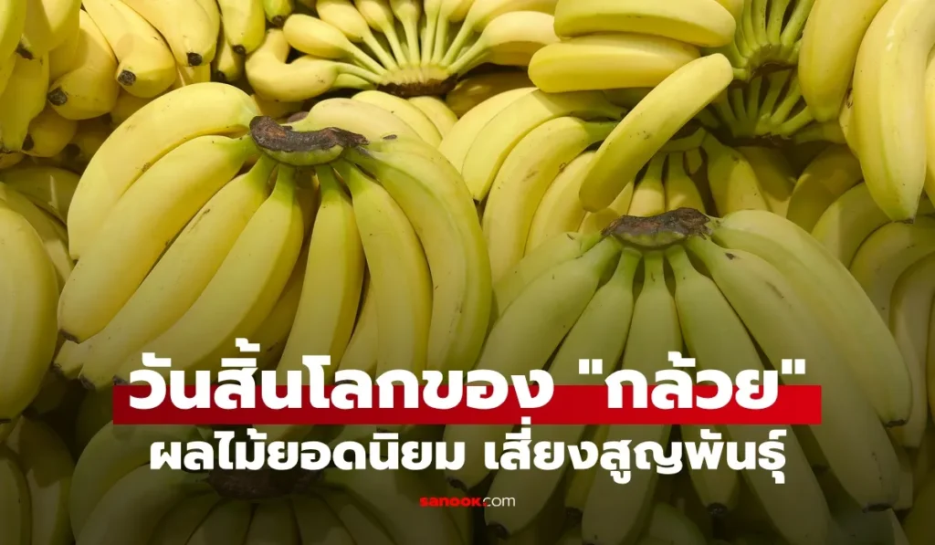 กล้วย ผลไม้เสี่ยงสูญพันธุ์ เชื้อร้ายคุกคาม อีกไม่นานโลกนี้