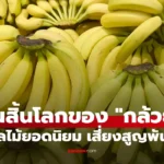 กล้วย ผลไม้เสี่ยงสูญพันธุ์ เชื้อร้ายคุกคาม อีกไม่นานโลกนี้