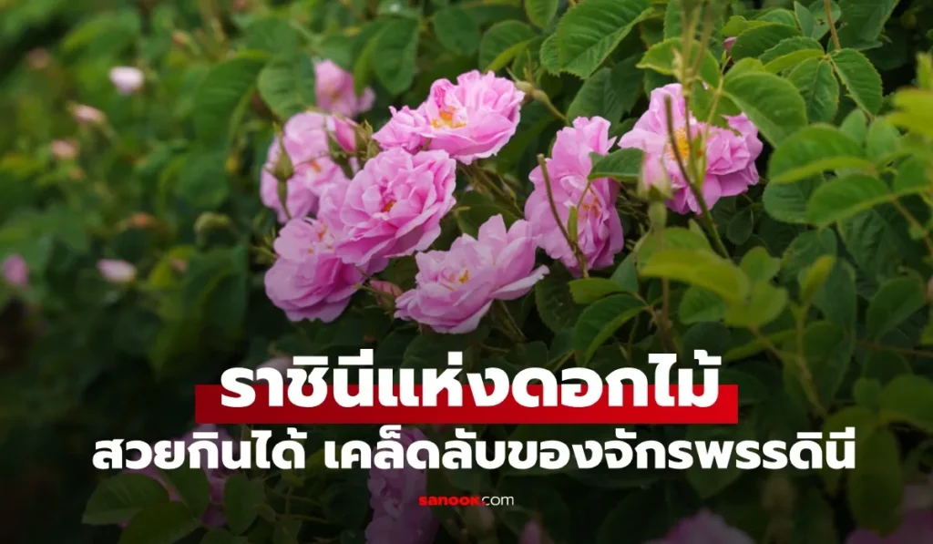 ราชินีแห่งดอกไม้  สวยกินได้ เคล็ดลับความงามบูเช็กเทียน