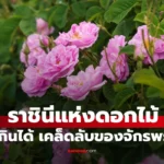 ราชินีแห่งดอกไม้  สวยกินได้ เคล็ดลับความงามบูเช็กเทียน
