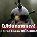 นกแพงที่สุดในโลก ราคาพุ่งสุด 15 ล้าน มีพาสปอร์ต ขึ้นเครื่อง