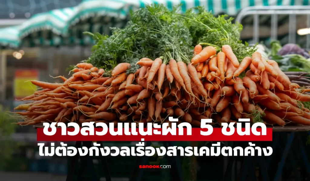 ผัก 5 ชนิด ไม่ต้องใช้ยาฆ่าแมลง แต่มีคุณค่าทางโภชนาการเท่าโสม