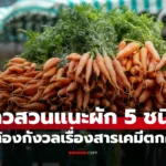ผัก 5 ชนิด ไม่ต้องใช้ยาฆ่าแมลง แต่มีคุณค่าทางโภชนาการเท่าโสม