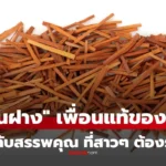แก่นฝาง สมุนไพรที่ถูกยกเป็น “เพื่อนแท้ของสตรี” คุณค่าเพียบ