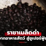 ราชาเมล็ดดำ  โปรตีนสูง บำรุงไต หัวใจชอบมาก สู่ซูเปอร์ฟู้ด