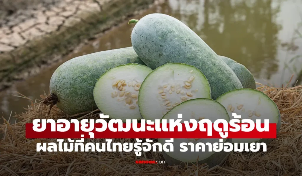 ยาอายุวัฒนะแห่งฤดูร้อน ดีต่อสุขภาพ ไม่ต้องกังวลเรื่องน้ำหนัก