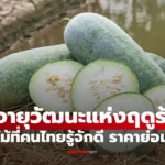 ยาอายุวัฒนะแห่งฤดูร้อน ดีต่อสุขภาพ ไม่ต้องกังวลเรื่องน้ำหนัก