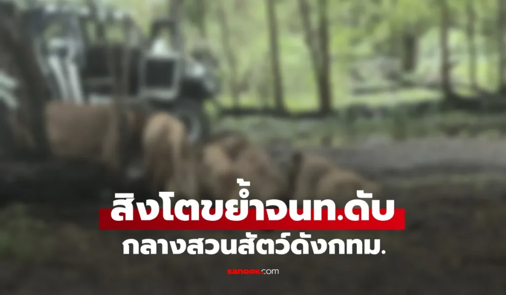 สิงโต รุมขย้ำเจ้าหน้าที่เสียชีวิต สลด! กลางสวนสัตว์ดัง กทม