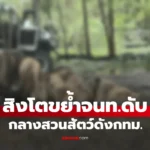 สิงโต รุมขย้ำเจ้าหน้าที่เสียชีวิต สลด! กลางสวนสัตว์ดัง กทม