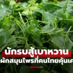 5 สมุนไพรไทย  นักรบสู้เบาหวาน” ผักพื้นบ้านลดน้ำตาลในเลือด