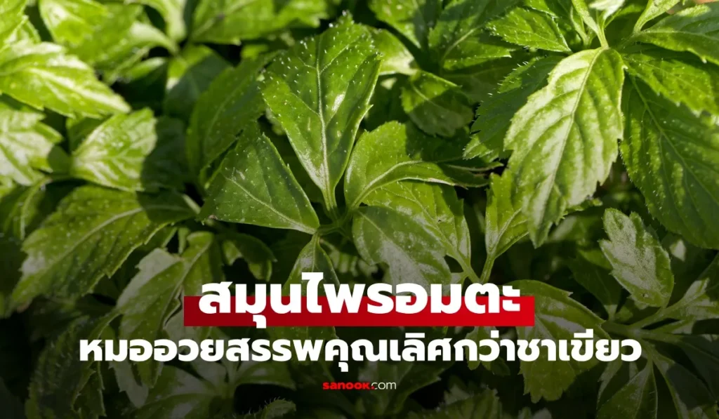 สมุนไพรอมตะ สรรพคุณเลิศกว่าชาเขียว ประโยชน์ยาวเป็นหางว่าว