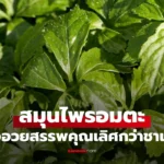 สมุนไพรอมตะ สรรพคุณเลิศกว่าชาเขียว ประโยชน์ยาวเป็นหางว่าว