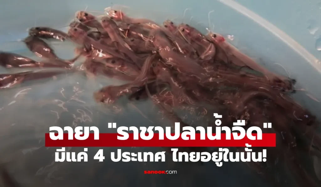 ราชาปลาน้ำจืด  ทั่วโลกมีแค่ 4 ประเทศ ไทยอยู่ในนั้น!