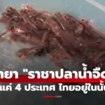 ราชาปลาน้ำจืด  ทั่วโลกมีแค่ 4 ประเทศ ไทยอยู่ในนั้น!