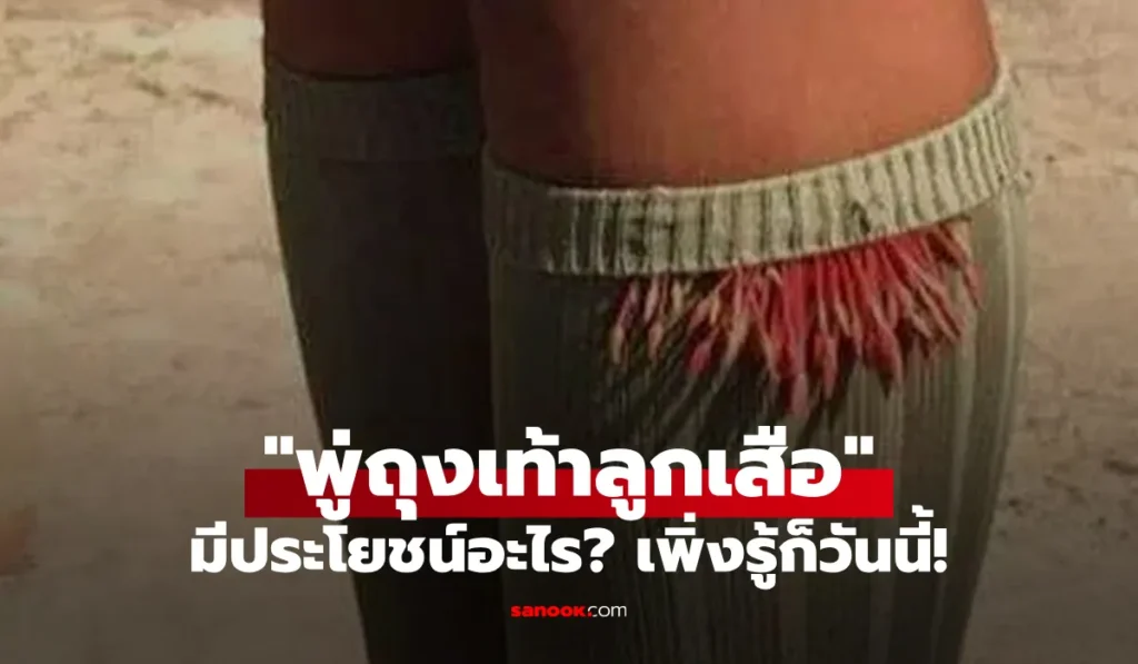 พู่ถุงเท้าลูกเสือ  มีไว้ทำอะไร มีประโยชน์อะไร เพิ่งจะรู้เฉลย