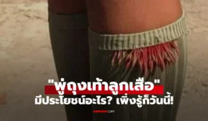 พู่ถุงเท้าลูกเสือ