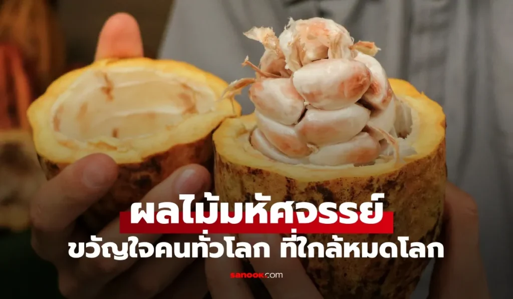 ผลไม้มหัศจรรย์  1 ชนิด ขวัญใจคนทั่วโลกอาจสูญพันธุ์หายไป