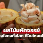 ผลไม้มหัศจรรย์  1 ชนิด ขวัญใจคนทั่วโลกอาจสูญพันธุ์หายไป