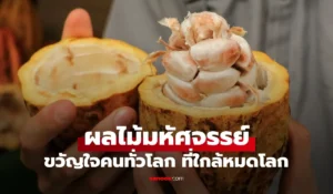 ผลไม้มหัศจรรย์ 