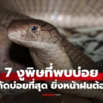 รู้จักงูพิษ 7 ชนิด  ในประเทศไทย คนถูกกัดบ่อยที่สุด