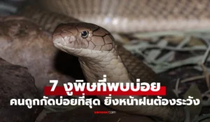 รู้จักงูพิษ 7 ชนิด