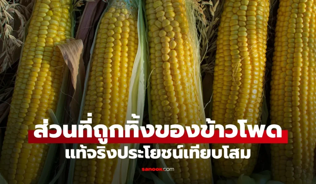 ข้าวโพด ส่วนนี้ ที่มักถูกทิ้ง แท้จริงประโยชน์เทียบโสม