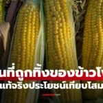ข้าวโพด ส่วนนี้ ที่มักถูกทิ้ง แท้จริงประโยชน์เทียบโสม