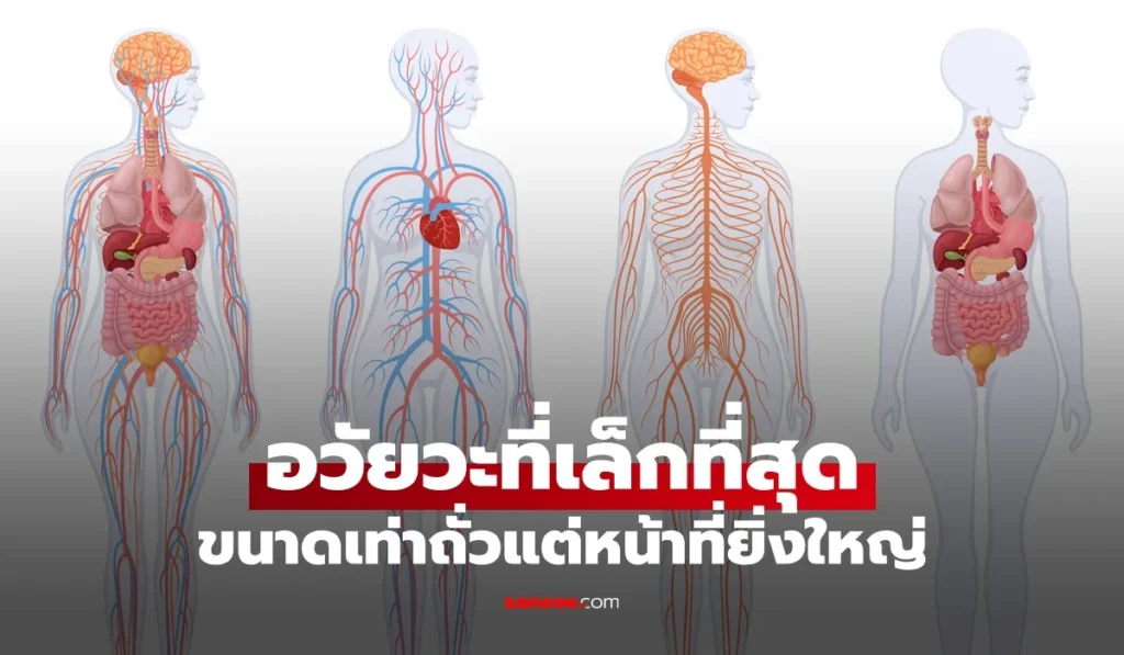 อวัยวะที่เล็กที่สุด ดวงตาที่สามของมนุษย์” ขนาดเท่าถั่ว