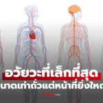 อวัยวะที่เล็กที่สุด ดวงตาที่สามของมนุษย์” ขนาดเท่าถั่ว