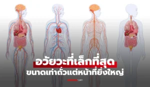 อวัยวะที่เล็กที่สุด