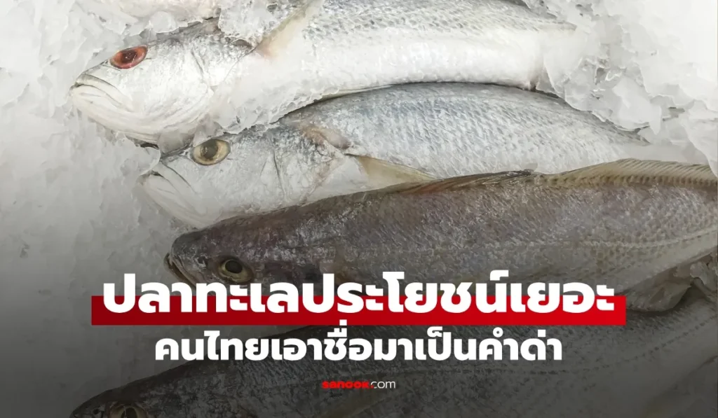 ปลาทะเลประโยชน์เยอะ  บำรุงสมองชั้นยอด คนไทยคุ้นเคยดี