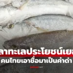 ปลาทะเลประโยชน์เยอะ  บำรุงสมองชั้นยอด คนไทยคุ้นเคยดี