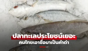 ปลาทะเลประโยชน์เยอะ