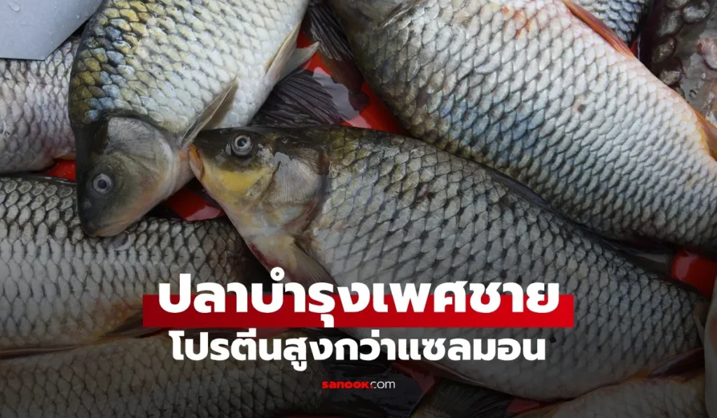 ปลาบำรุงเพศชาย  โปรตีนสูงกว่าแซลมอน ทุกเพศทุกวัยควรกิน