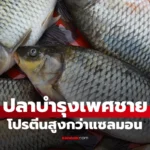 ปลาบำรุงเพศชาย  โปรตีนสูงกว่าแซลมอน ทุกเพศทุกวัยควรกิน