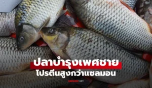 ปลาบำรุงเพศชาย