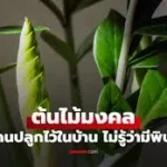 ต้นไม้มงคล 1 ชนิด ปลูกไว้ในบ้านเรียกโชคลาภ ความจริงซ่อน พิษ