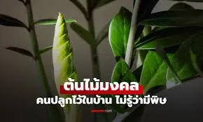 ต้นไม้มงคล 1 ชนิด ปลูกไว้ในบ้านเรียกโชคลาภ ความจริงซ่อน พิษ