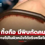 กิ้งกือ มีพิษ กัด และวางไข่ใส่ผิวหนังมนุษย์ได้จริงหรือ?