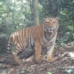 เสือโคร่ง “ณเดช” อวดเขี้ยวโชว์ความหล่อ หน้ากล้องดักถ่าย