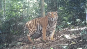 เสือโคร่ง