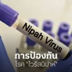 ไวรัสนิปาห์  ในประเทศไทย แนะวิธีการป้องกัน หมอยง”