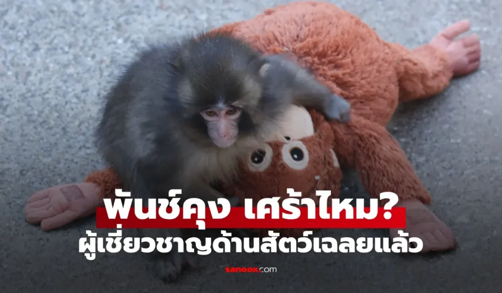 พันช์คุง ลิงน้อยถูกแม่ทิ้งมีความรู้สึก เศร้า เหมือนมนุษย์ไหม